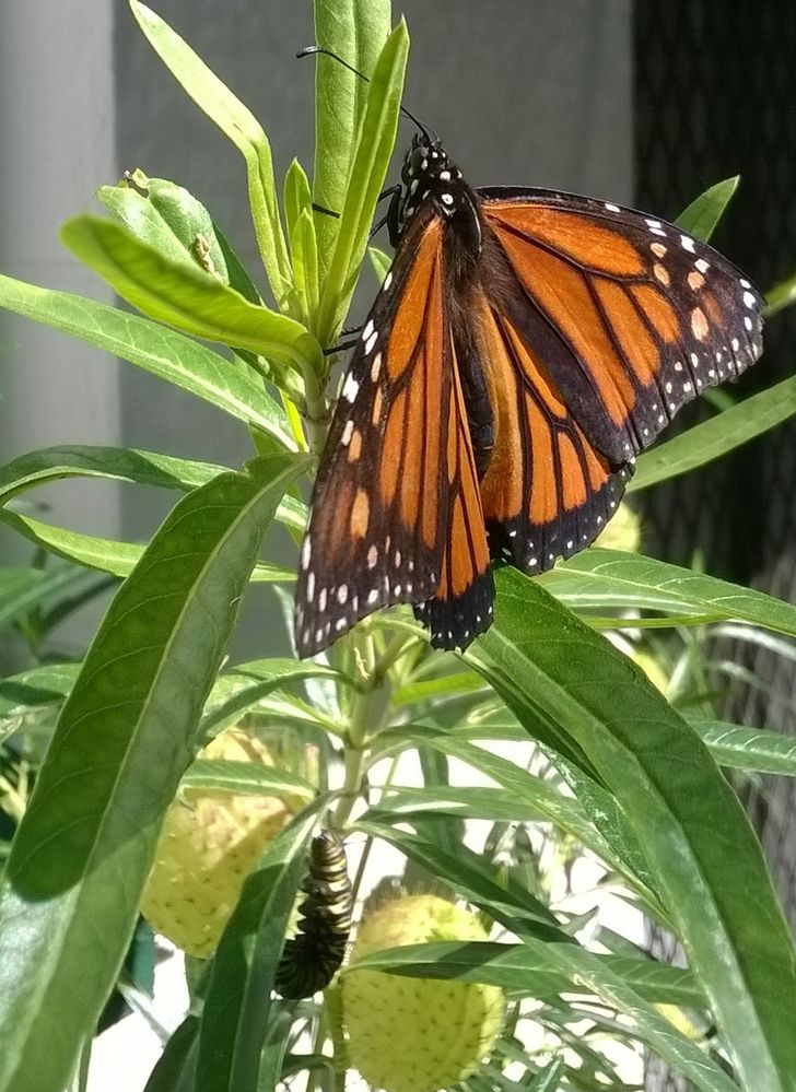 Monarch butterfly and caterpillar changing to chryslis