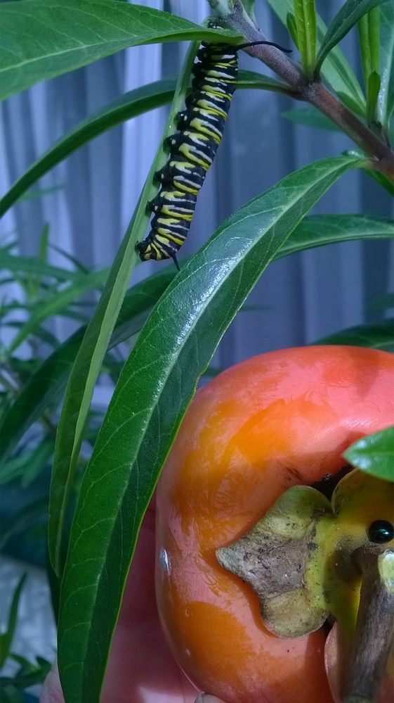Winter coat Monarch Caterpillar, Persimmon fruit with Blue ladybird