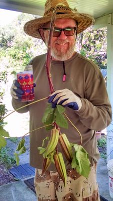 My organic gardening man David - drinking Roselle tea (like Red Zinger)