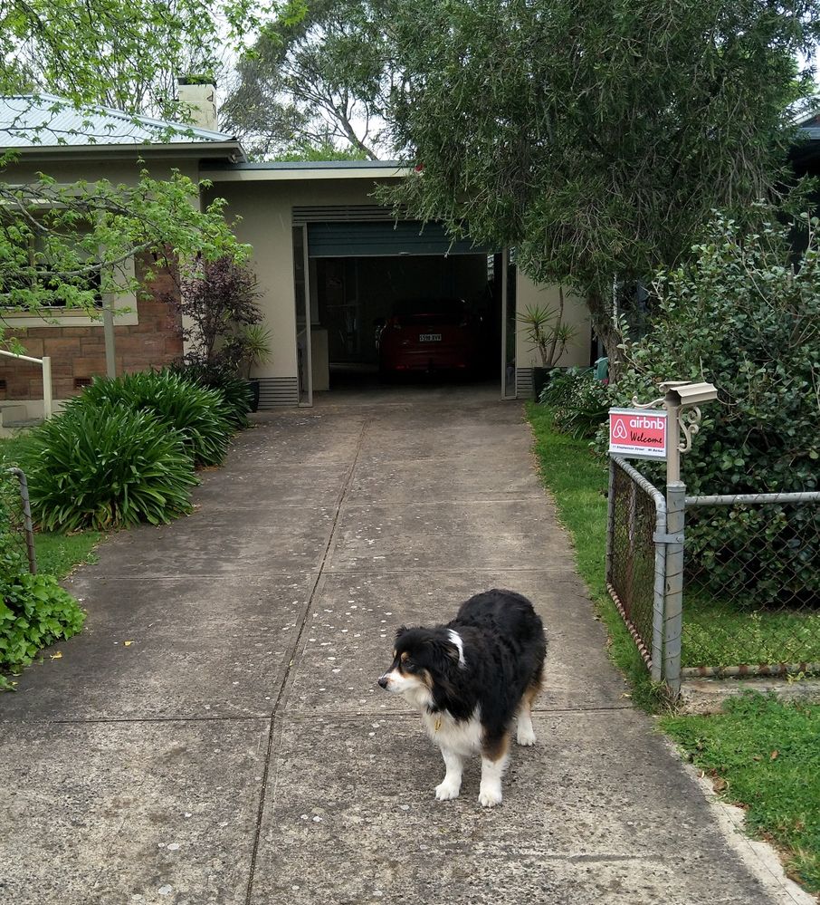 Our Aussie Shepherd Betts waits for the next guest to arrive!