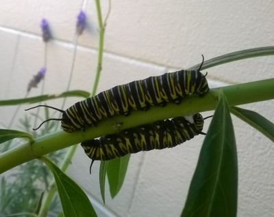 Double Trouble Monarch caterpillars sleeping in my Garden