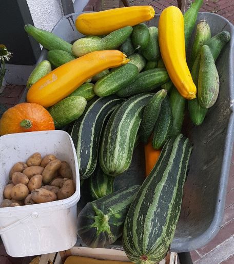 12 Kilo am Stück / Zuccini