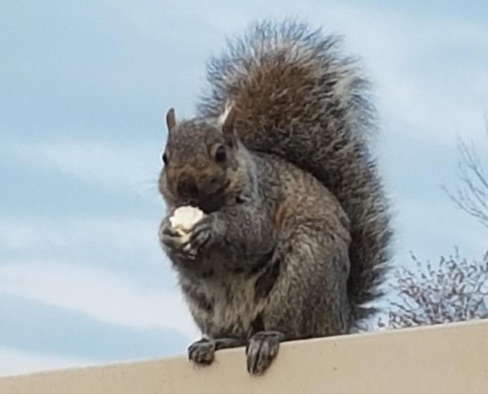 Squirrel with popcorn 1.jpg