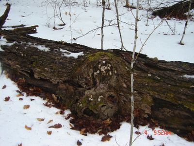 Totem Tree remnants