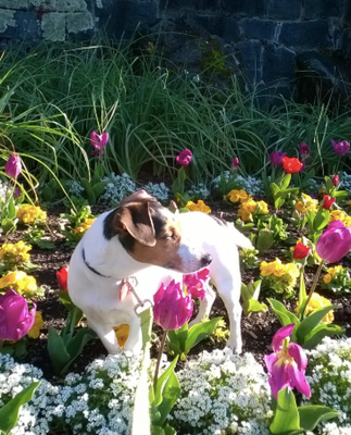 Zara the Jack Russell Taking time out to tiptoe through the Tulips!  “Shhh, don’t tell Park staff, honest I was only smelling the flowers for my mental wellbeing!”