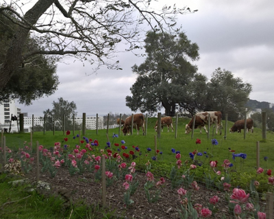 Tulip and Anemone flowers with the Simmental Cows originally from Switzerland grazing with National Women’s and Greenlane Hospitals in the background at Cornwall Park, One Tree Hill, Auckland.