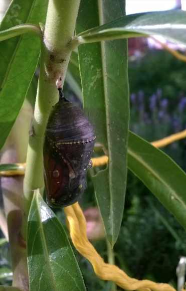 Chrysalis go into a darkened state a couple of days before they transform into a Butterfly.