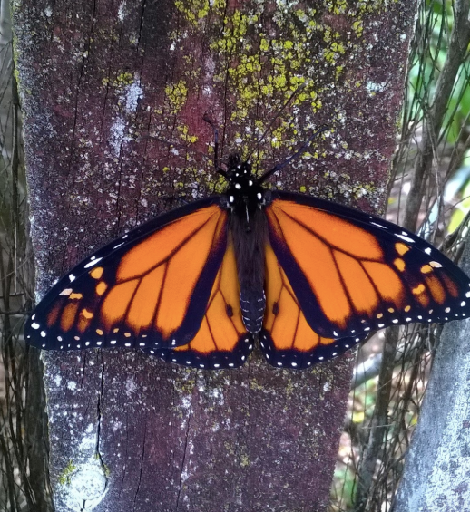 Male Monarchs have two black markings on their wings / Female butterflies which don’t can lay up to 1000 eggs.