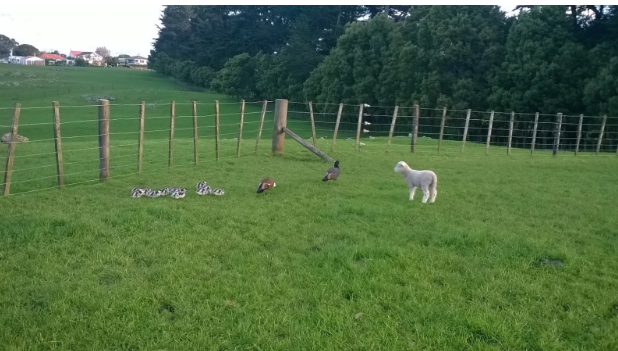 Lamb rounding up the Ducks and Ducklings to safety in the other paddock