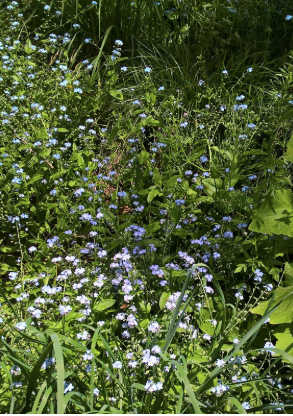 Forget-Me-Nots with Honey Bee and Cinerarias