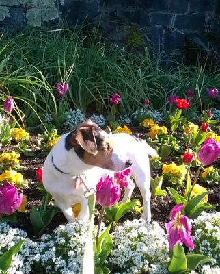 ¡Zara, la Jack Russell, Disfrutando de andar de puntillas entre los Tulipanes!  "Shhhh, no se lo digas al personal del parque. Realmente sólo estaba oliendo las flores por mi salud mental"