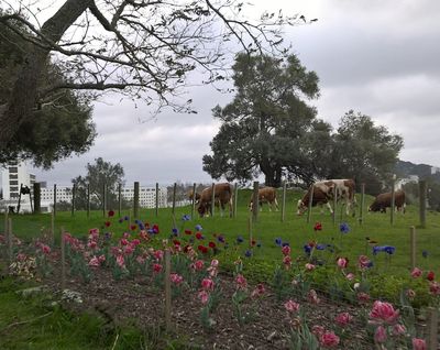 Flores de anémona y tulipán y vacas Simmental, originarias de Suiza, pastando con el Hospital Nacional de Mujeres de Greenlane de fondo en Cornwall Park, One Tree Hill, Auckland.