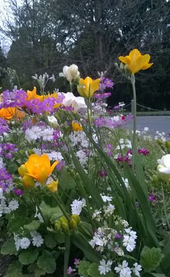 Jardín de flores de Cornwall Park, área  de One Tree Hill