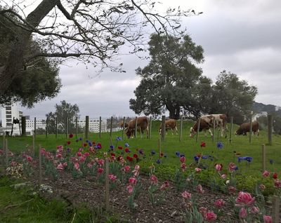 Tulipas, anêmonas e vacas da raça simental originárias da Suíça com o National Women’s e o Greenlane Hospital ao fundo em Cornwall Park, One Tree Hill,  em Auckland