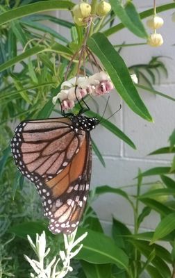Flores de planta de cisne y mariposa monarca