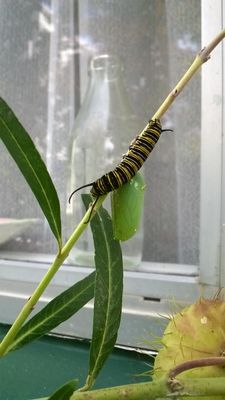 Crisálida de planta lechera y oruga Monarca en vaina de semillas de plantas lácteas