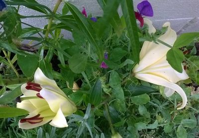 WP_20190103_002 - Sweet Peas & Lily in Central To All Home & Location Garden.jpg