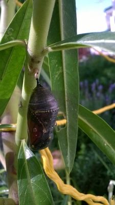 Der Kokon wird ein paar Tage bevor die Chrysalis sich in einen Schmetterling verwandeln dunkler.