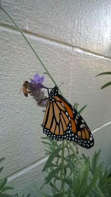 Honigbiene und weiblicher Monarch Schmetterling in der Nähe der Lavendelblüte im Central To All Home & Location Garden.