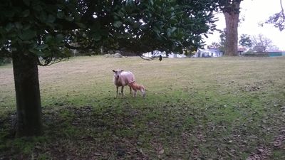 Dieses Lamm wurde gerade geboren und machte seine ersten Schritte. Ist die Natur nicht unglaublich schön?