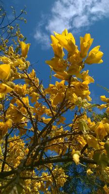 Kowhai Tree, New Zealand Native Tree, Cornwall Park, wo Sie Tui-Vögel sehen können