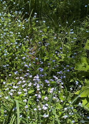 Vergissmeinnicht mit Honigbiene und Cinerarias