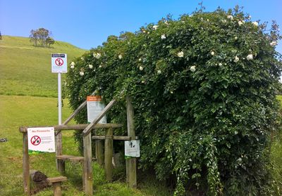 Die Überreste eines lebenden Zauns, einer Heckenrose, an der Grenze zu Mount Hobson, Eingang Dilworth Avenue.