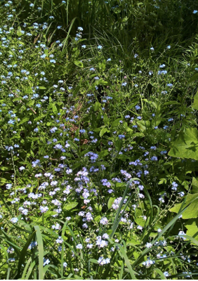 Forget-Me-Nots with Honey Bee e Cinerarias