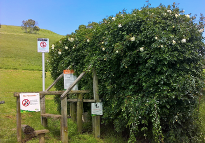 Os restos de uma Cerca Viva, uma Rosa Hedgerow, na fronteira do Monte Hobson, entrada da Avenida Dilworth.