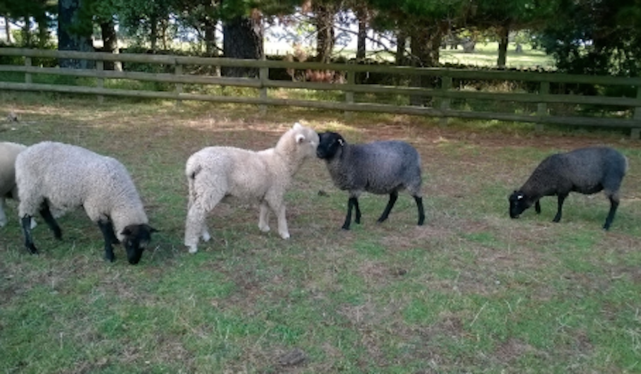 Hospedar é como esses cordeiros, uma mistura de culturas e cores sem barreiras. As ovelhas de Gotland são da Suécia e lá é usado para chinelos e sapatos.