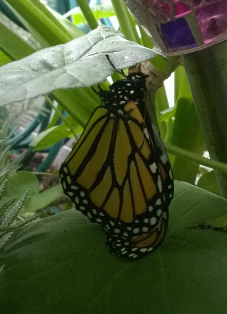 Farfalla monarca che riposa il suo corpo tra le foglie di Geranio, che sono cresciuto da un taglio, subito dopo che è uscito dalla sua crisalide - Gli ospiti trovano un luogo di riposo sicuro e confortevole.