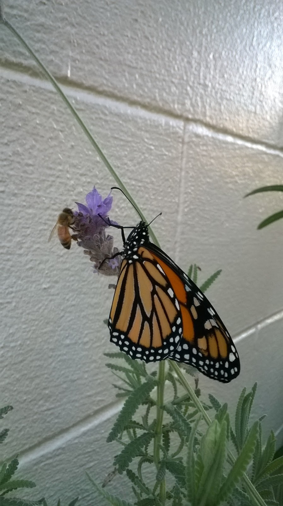 Ape da miele e Monarca femmina: incontro ravvicinato sul fiore di lavanda a Central To All Home & Location garden.