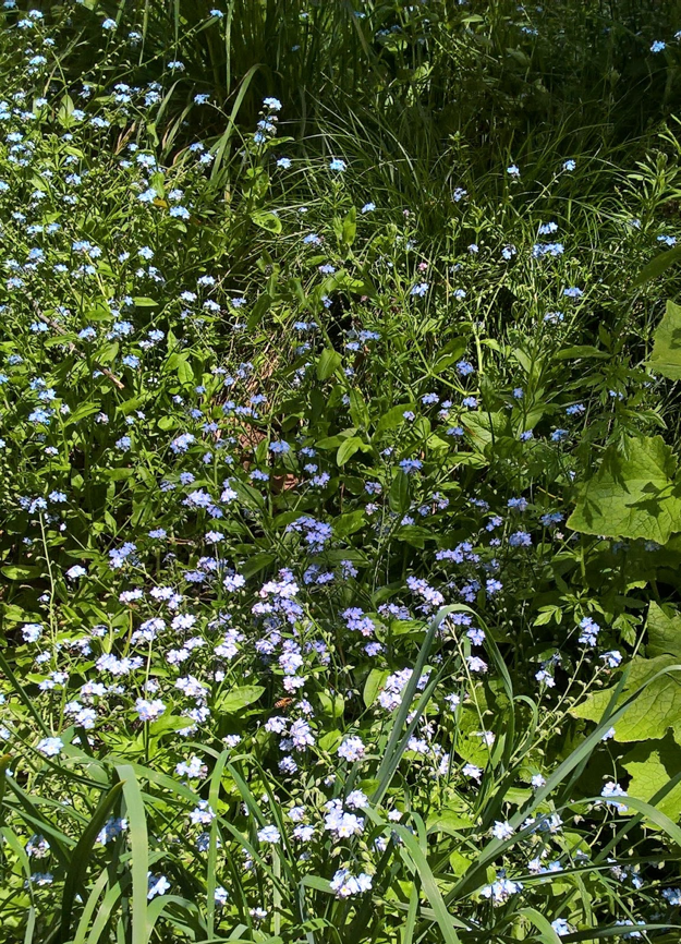 Forget-Me-Not con Ape da miele e Cinerarias