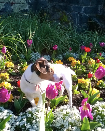 Zara la Jack Russell qui prend le temps de s'aventurer sur la pointe des pieds à travers les tulipes ! "Chut, ne le dis pas au personnel de Park, honnêtement, je ne sentais que les fleurs pour mon bien-être mental !"