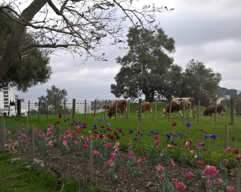 Fleurs de tulipes et d'anémones avec les vaches Simmental d'origine suisse broutant avec les Hôpitaux nationaux féminins et de Greenlane en arrière-plan à Cornwall Park, One Tree Hill, Auckland.