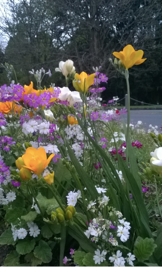 Cornwall Park, One Tree Hill Domain jardin de fleurs