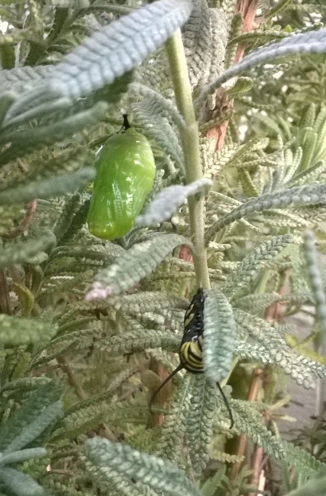 Cela peut prendre de quelques minutes à dix minutes pour qu'une chenille se transforme en chrysalide. Notez la formation des papillons et la soie filée pour s'équilibrer et se protéger des araignées et autres insectes.