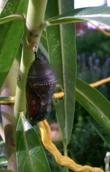 La chrysalide entre dans un état obscurci quelques jours avant de se transformer en papillon.