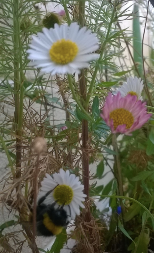 Un bourdon sur ma marguerite mexicaine