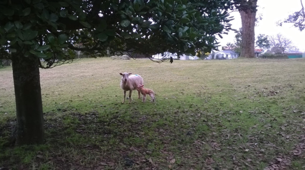 Cet agneau venait de naître et faisait ses premiers pas. La nature n'est-elle pas incroyablement belle ?