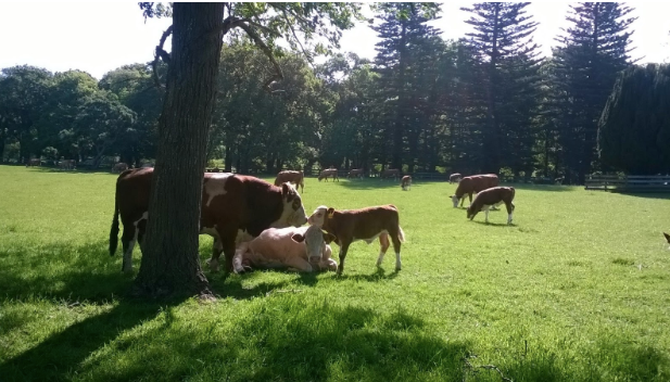 Bébé veau rencontre son père le taureau tandis que sa mère la vache se repose.