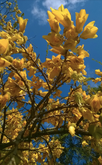 Kowhai Tree, New Zealand Native Tree, Cornwall Park où vous pourrez voir des oiseaux Tui