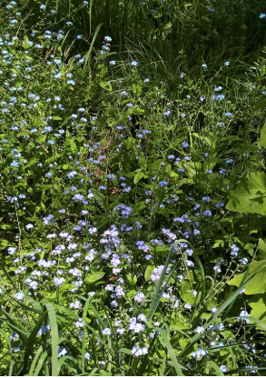 Myosotis avec des abeilles mellifères et cinérarias