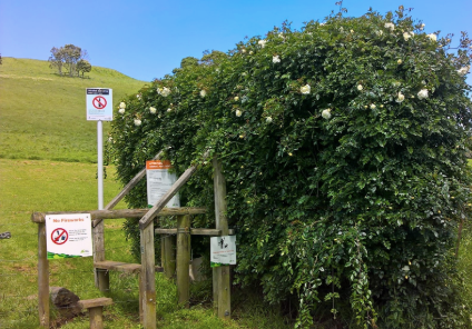 Les restes d'une clôture vivante, une rose de haies, à la limite du mont Hobson, à l'entrée de l'avenue Dilworth.