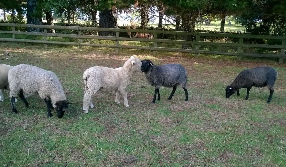 L'accueil est comme ces agneaux, un mélange de cultures et de couleurs sans barrières. Les moutons du Gotland viennent de Suède et leur feutre est utilisé pour les pantoufles et les chaussures.