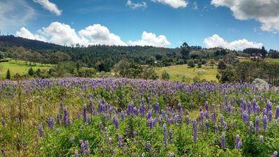 Lupinus San Rafael.jpg