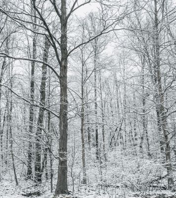 Forêt enchantée