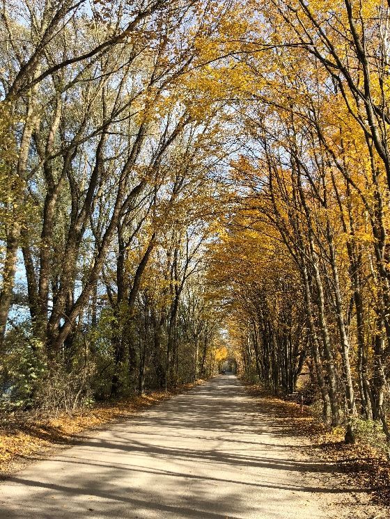 Herbstliche Allee beim Schnabelmoos