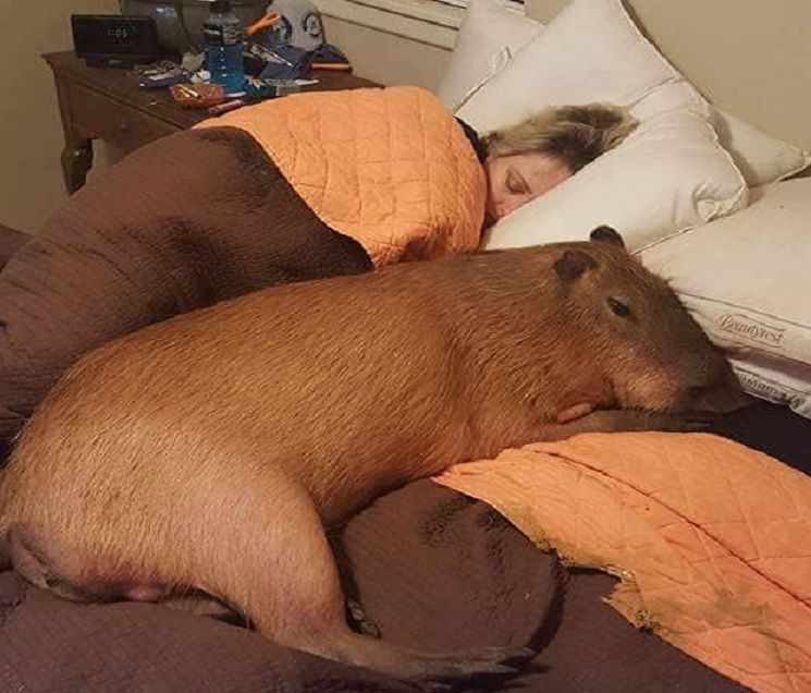 "I'll be bringing my emotional support capybara"