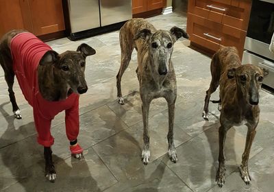 Bex Alonso Coogan.jpg